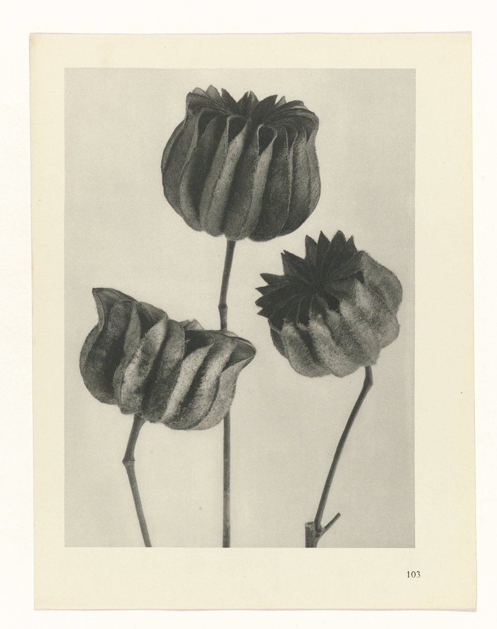planlegge studie Archetypes of Art (serietittel) av Karl Blossfeldt
