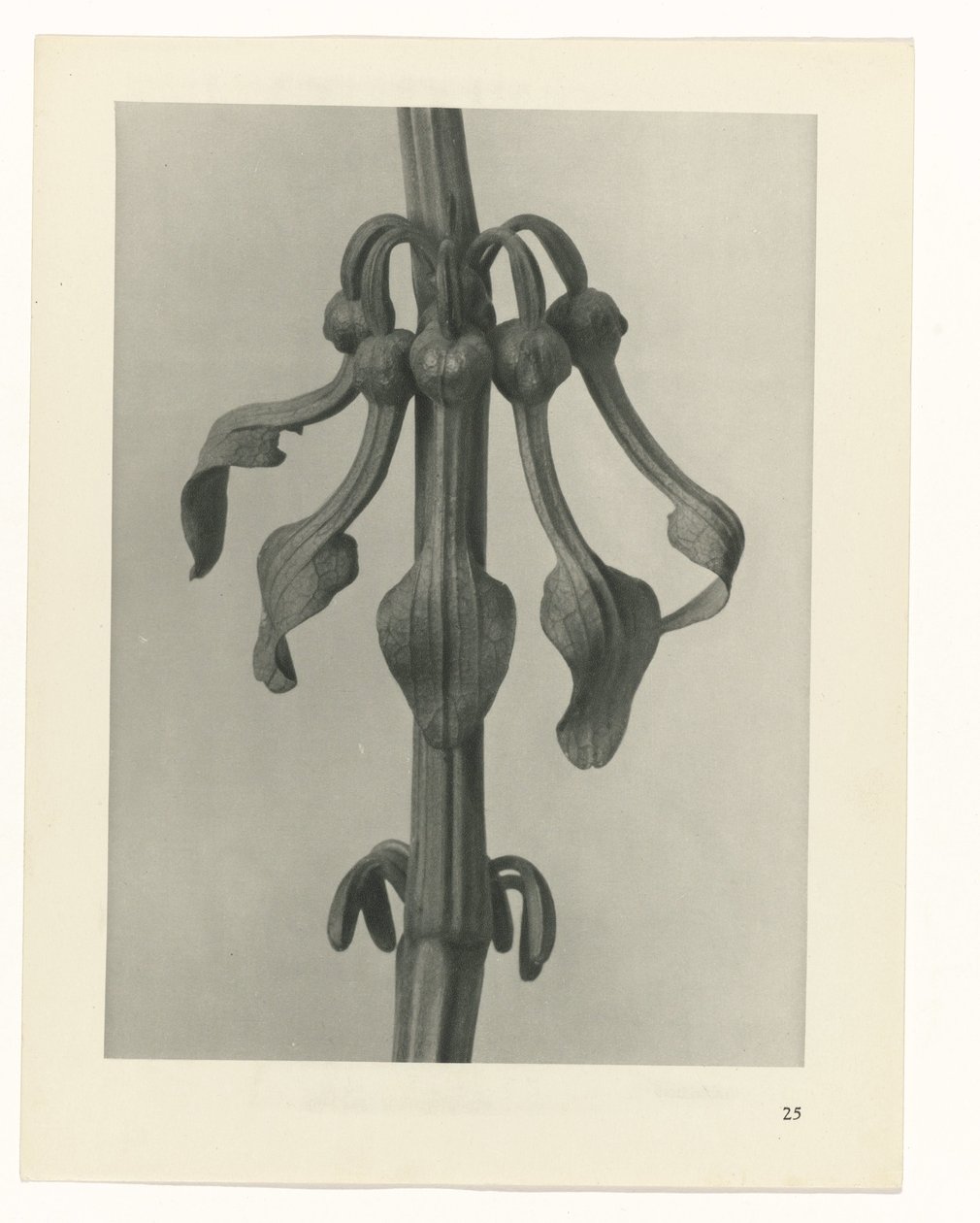 planlegge studie Archetypes of Art (serietittel) av Karl Blossfeldt