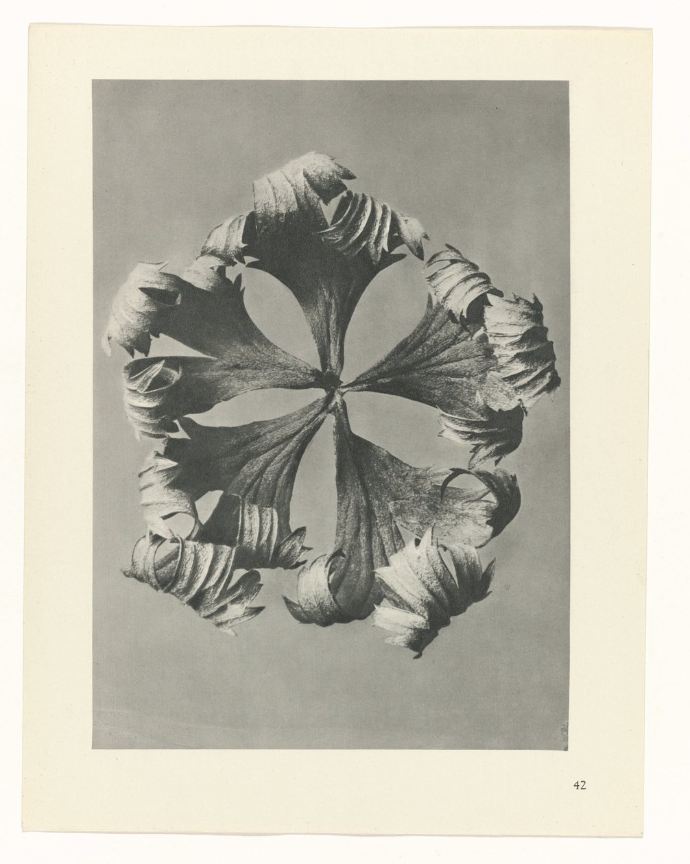 planlegge studie Archetypes of Art (serietittel) av Karl Blossfeldt