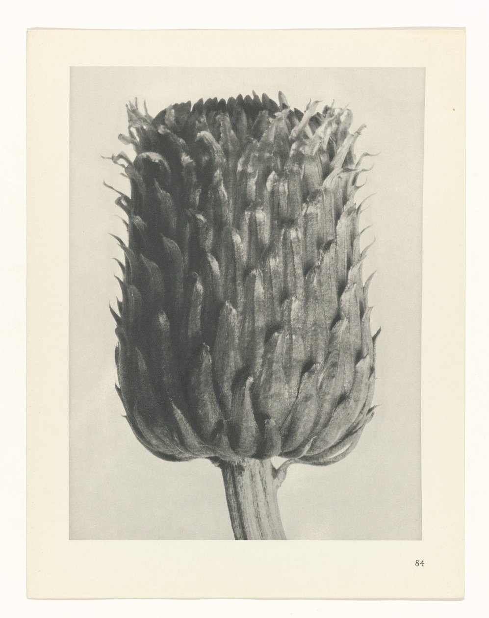 planlegge studie Archetypes of Art (serietittel) av Karl Blossfeldt