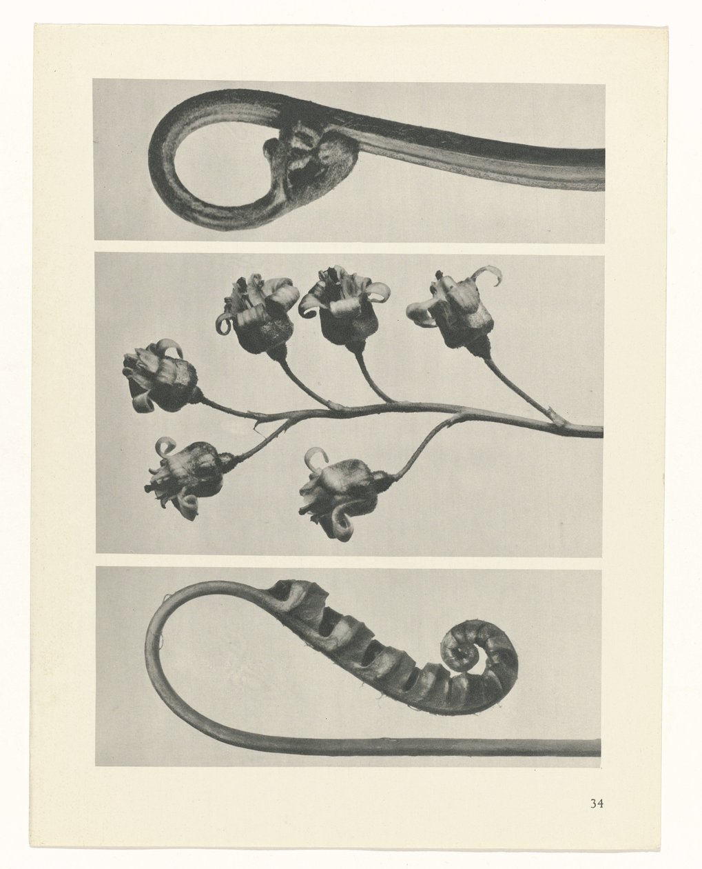 planlegge studie Archetypes of Art (serietittel) av Karl Blossfeldt