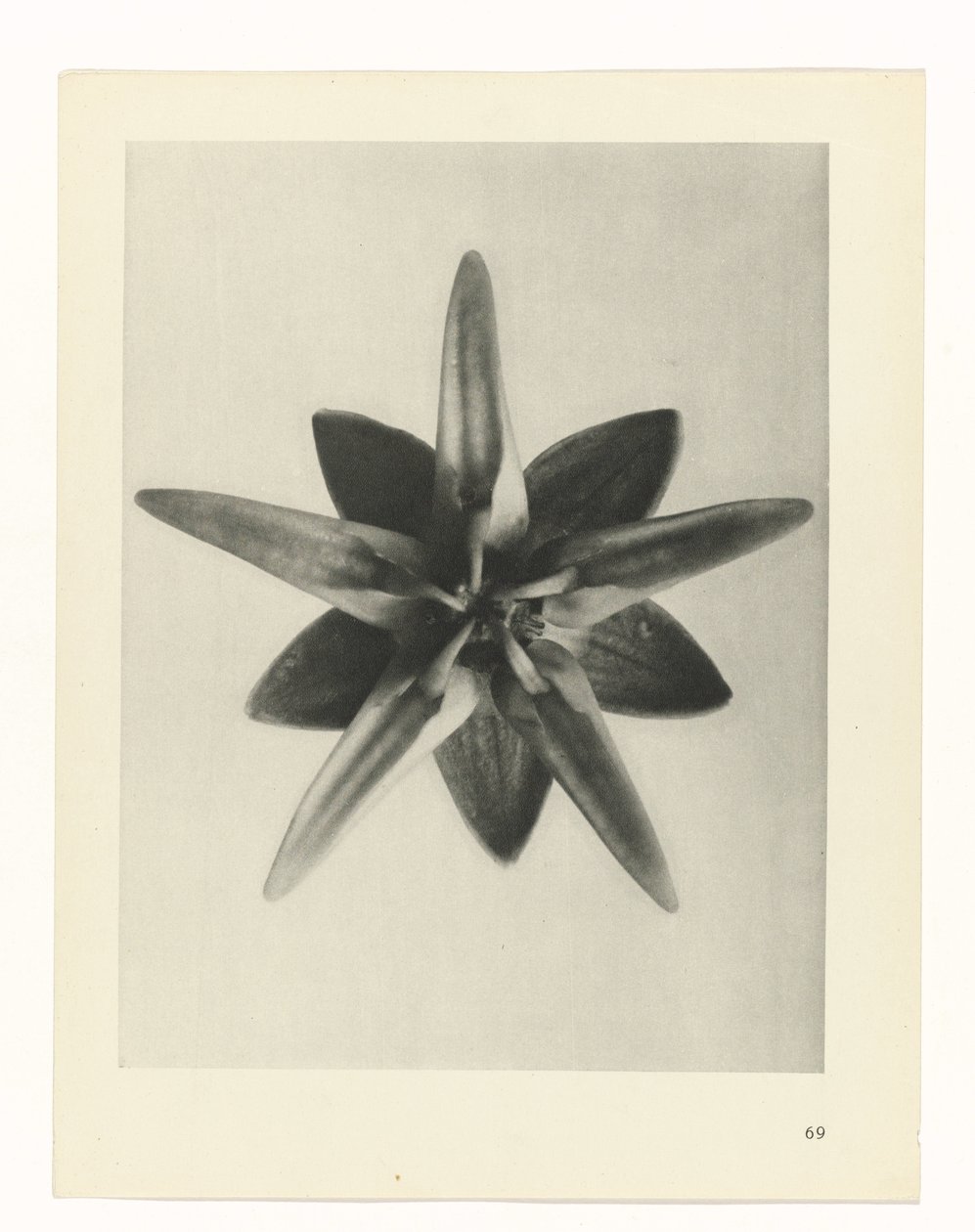 planlegge studie Archetypes of Art (serietittel) av Karl Blossfeldt