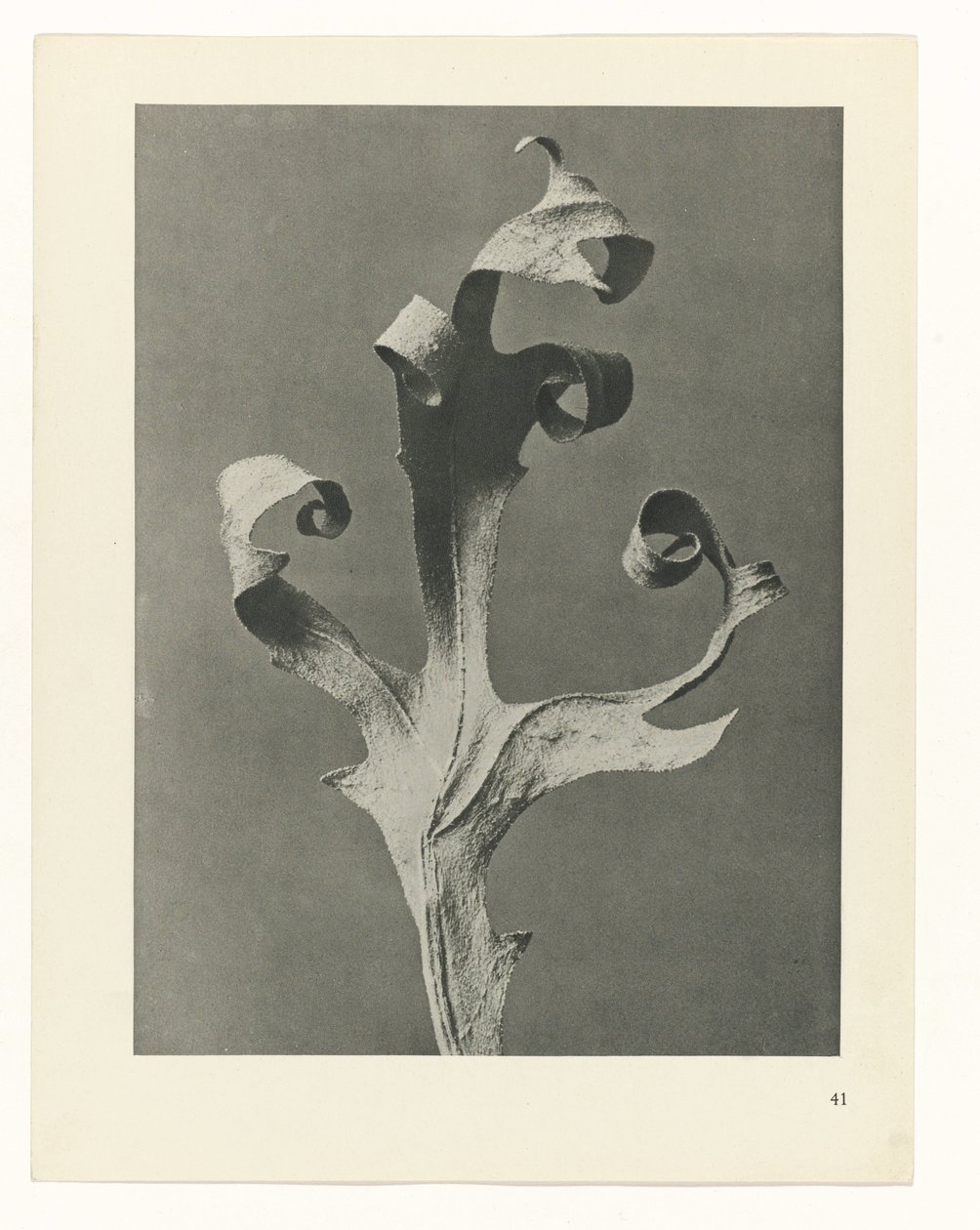 planlegge studie Archetypes of Art (serietittel) av Karl Blossfeldt