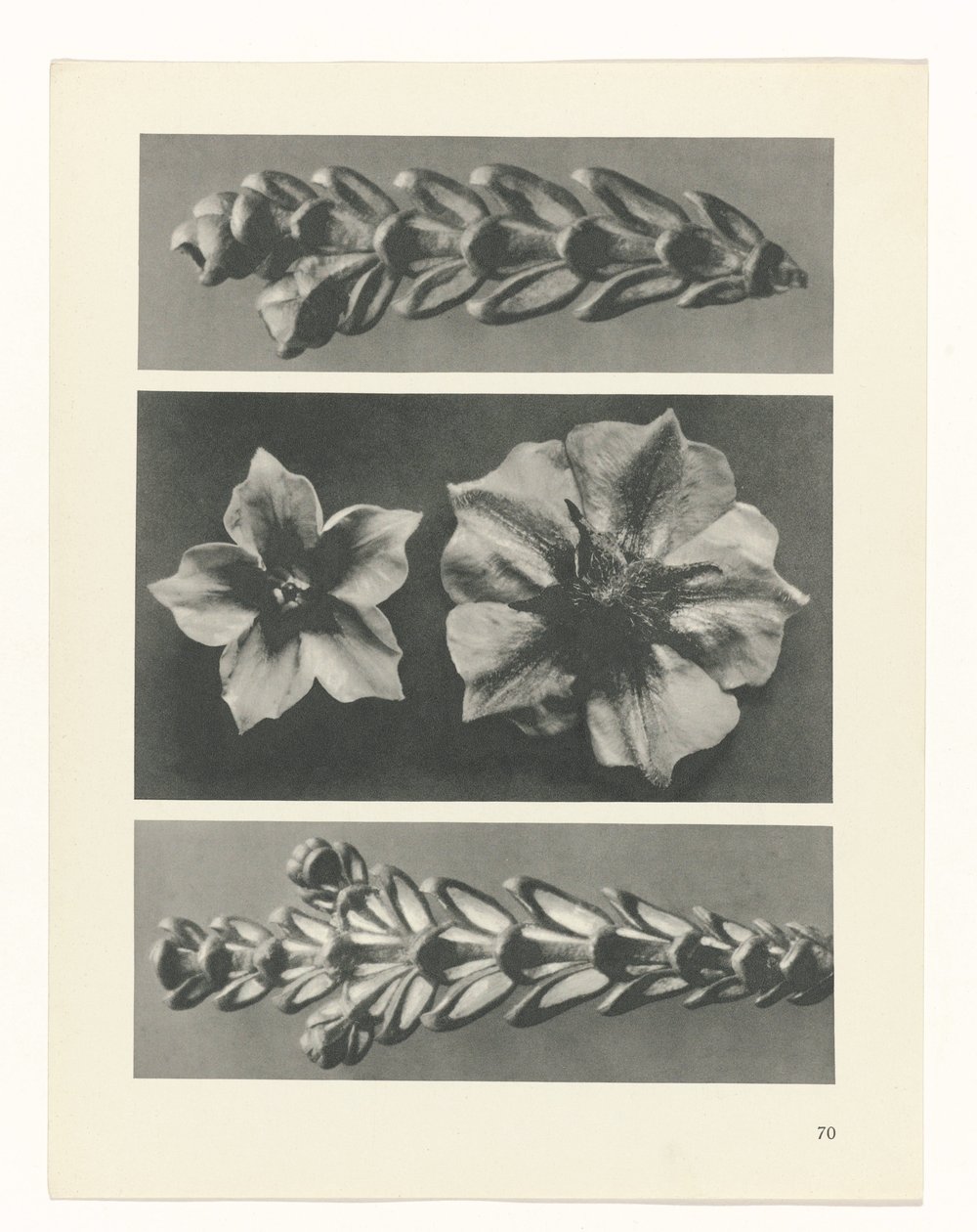 planlegge studie Archetypes of Art (serietittel) av Karl Blossfeldt