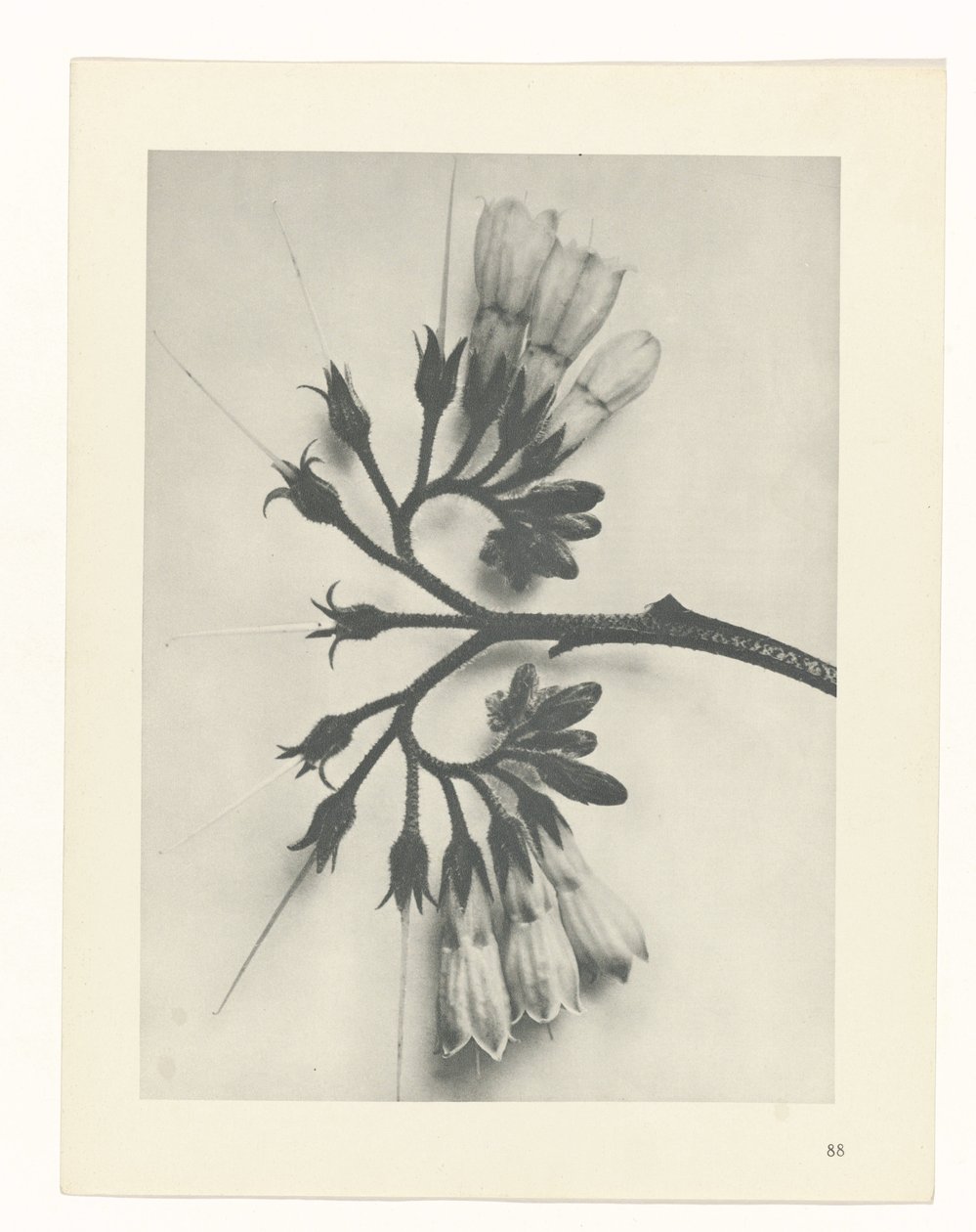 planlegge studie Archetypes of Art (serietittel) av Karl Blossfeldt