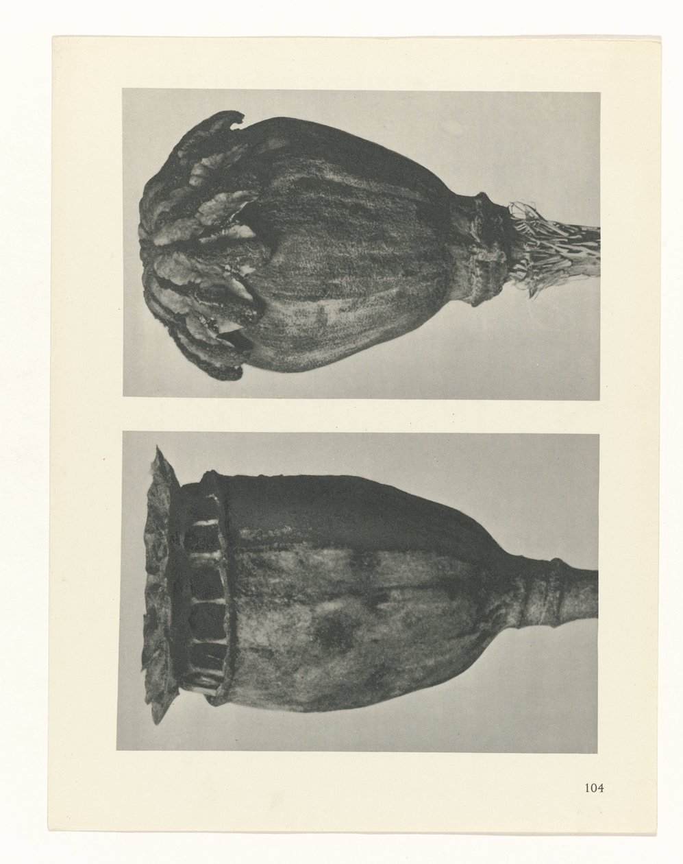 planlegge studie Archetypes of Art (serietittel) av Karl Blossfeldt