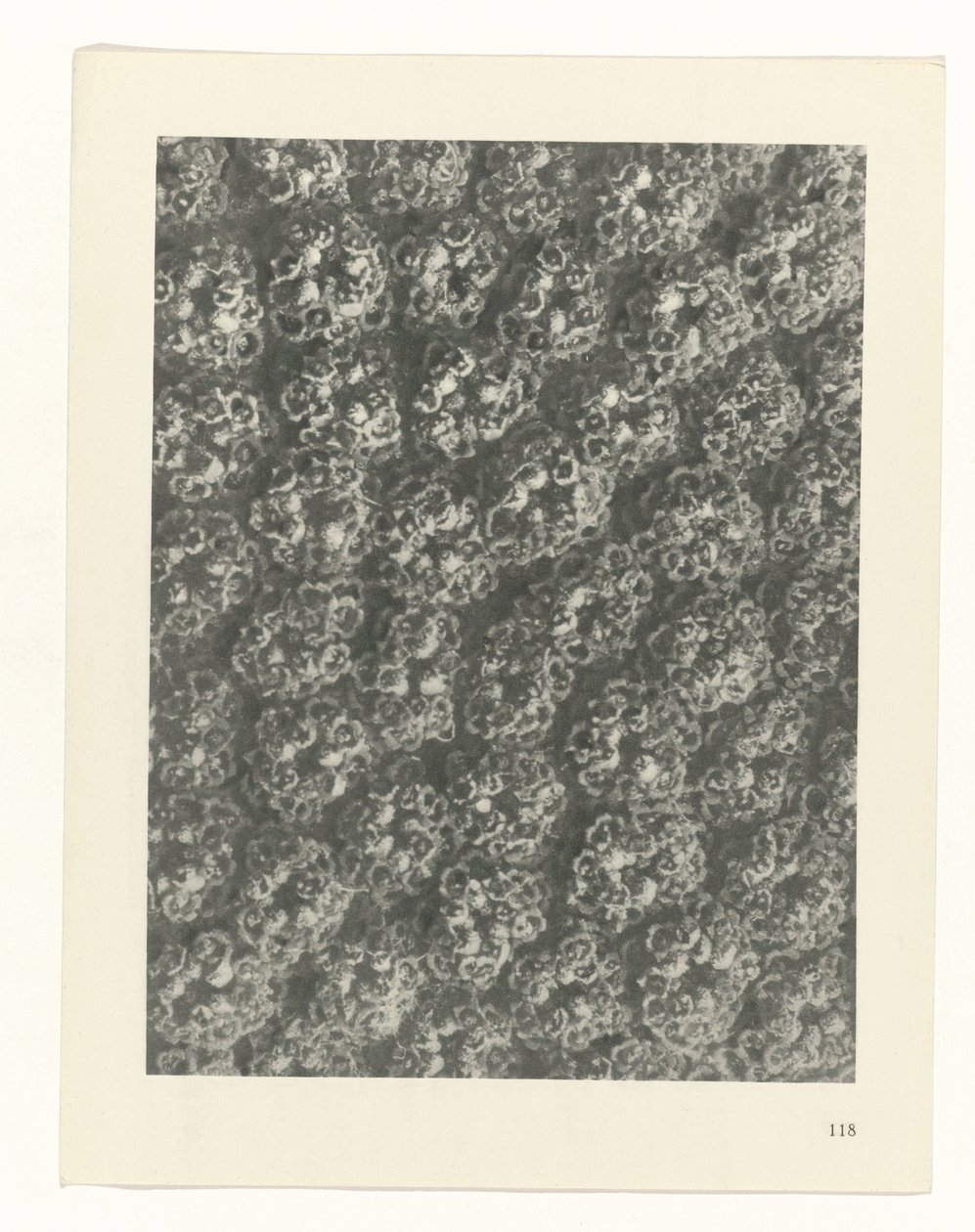 planlegge studie Archetypes of Art (serietittel) av Karl Blossfeldt