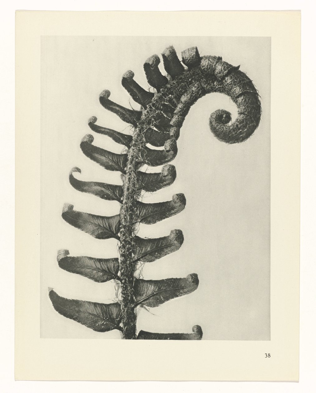 planlegge studie Archetypes of Art (serietittel) av Karl Blossfeldt