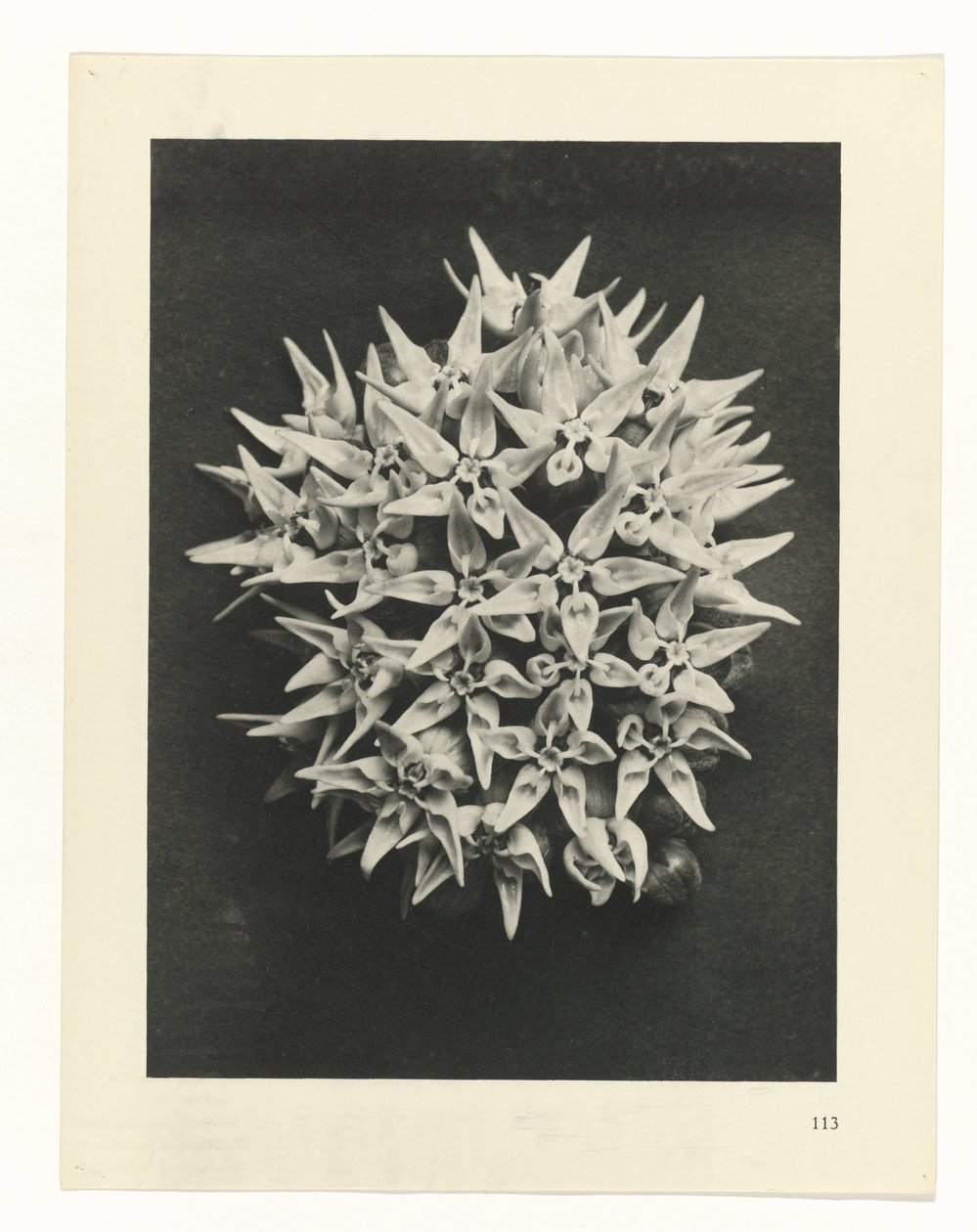 Planstudie Urformen der Kunst (serietittel) av Karl Blossfeldt