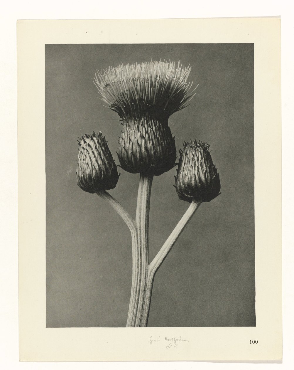 planlegge studie Archetypes of Art (serietittel) av Karl Blossfeldt