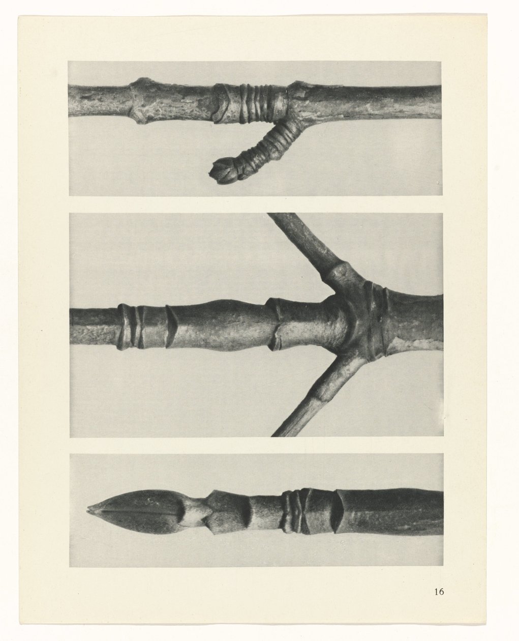 planlegge studie Archetypes of Art (serietittel) av Karl Blossfeldt