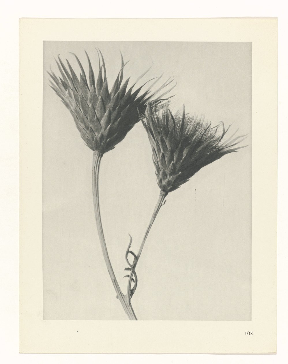 planlegge studie Archetypes of Art (serietittel) av Karl Blossfeldt