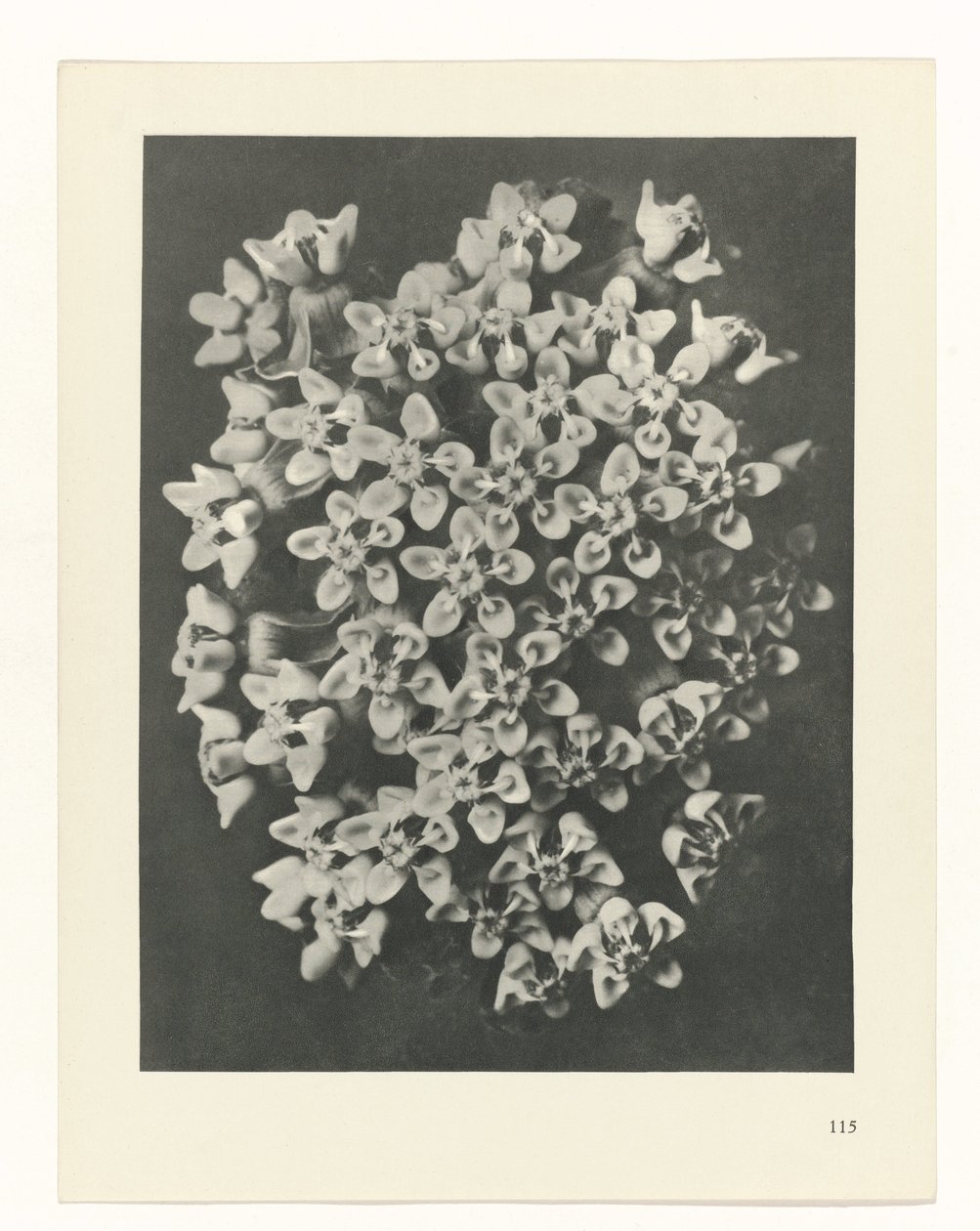 planlegge studie Archetypes of Art (serietittel) av Karl Blossfeldt