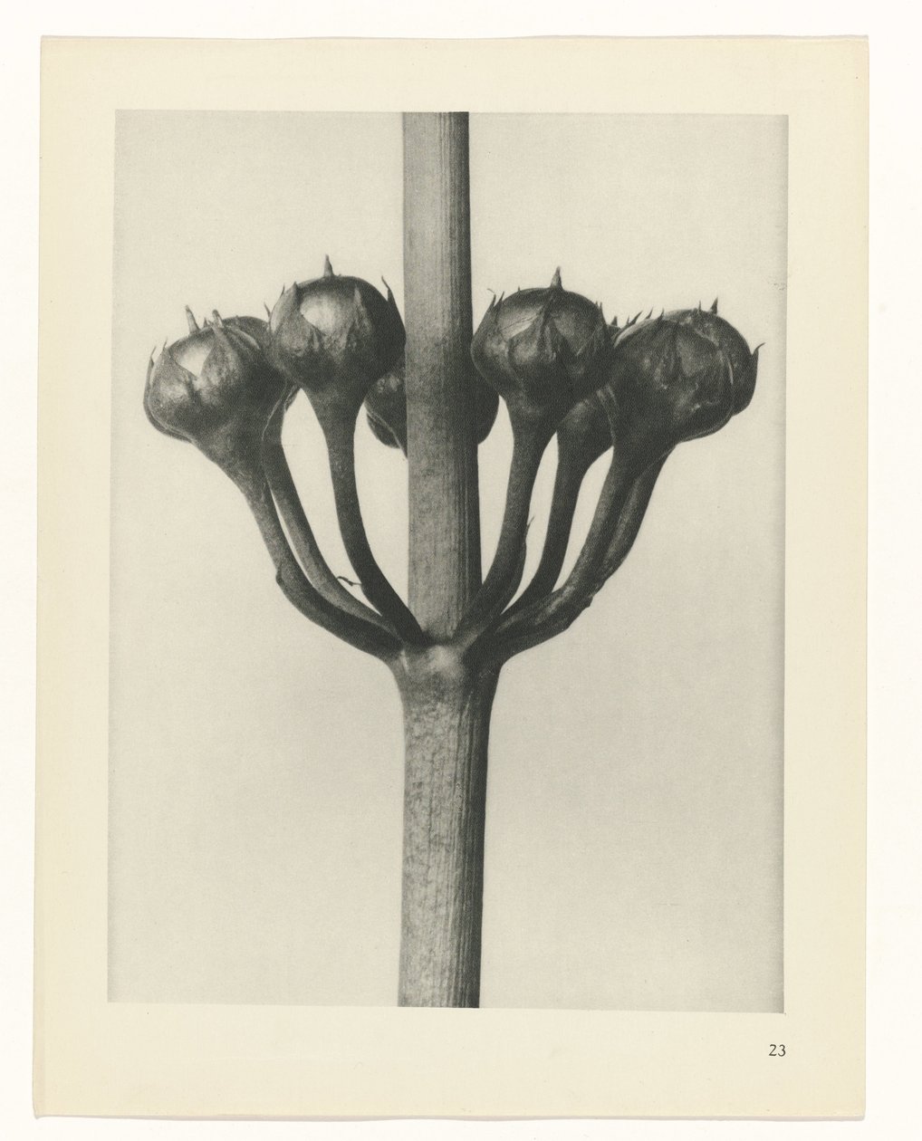 planlegge studie Archetypes of Art (serietittel) av Karl Blossfeldt