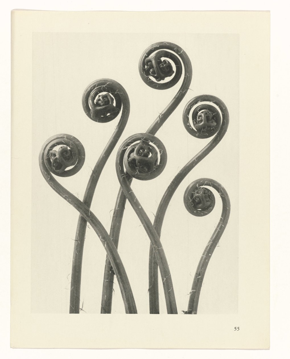 planlegge studie Archetypes of Art (serietittel) av Karl Blossfeldt