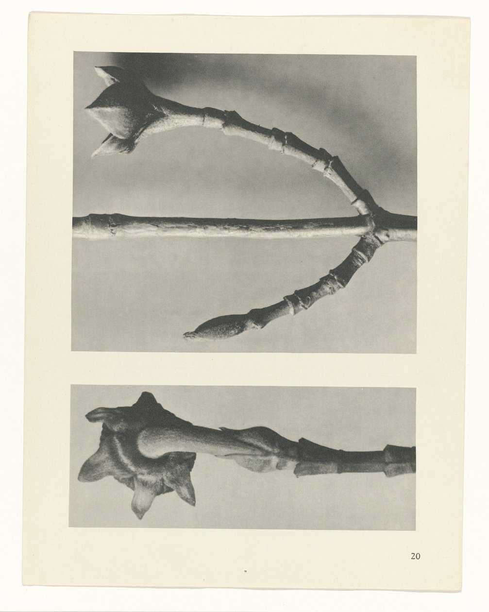 planlegge studie Archetypes of Art (serietittel) av Karl Blossfeldt