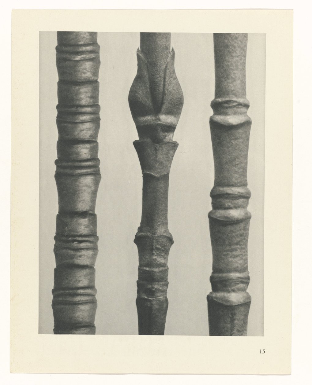 Planstudie Urformen der Kunst (serietittel) av Karl Blossfeldt