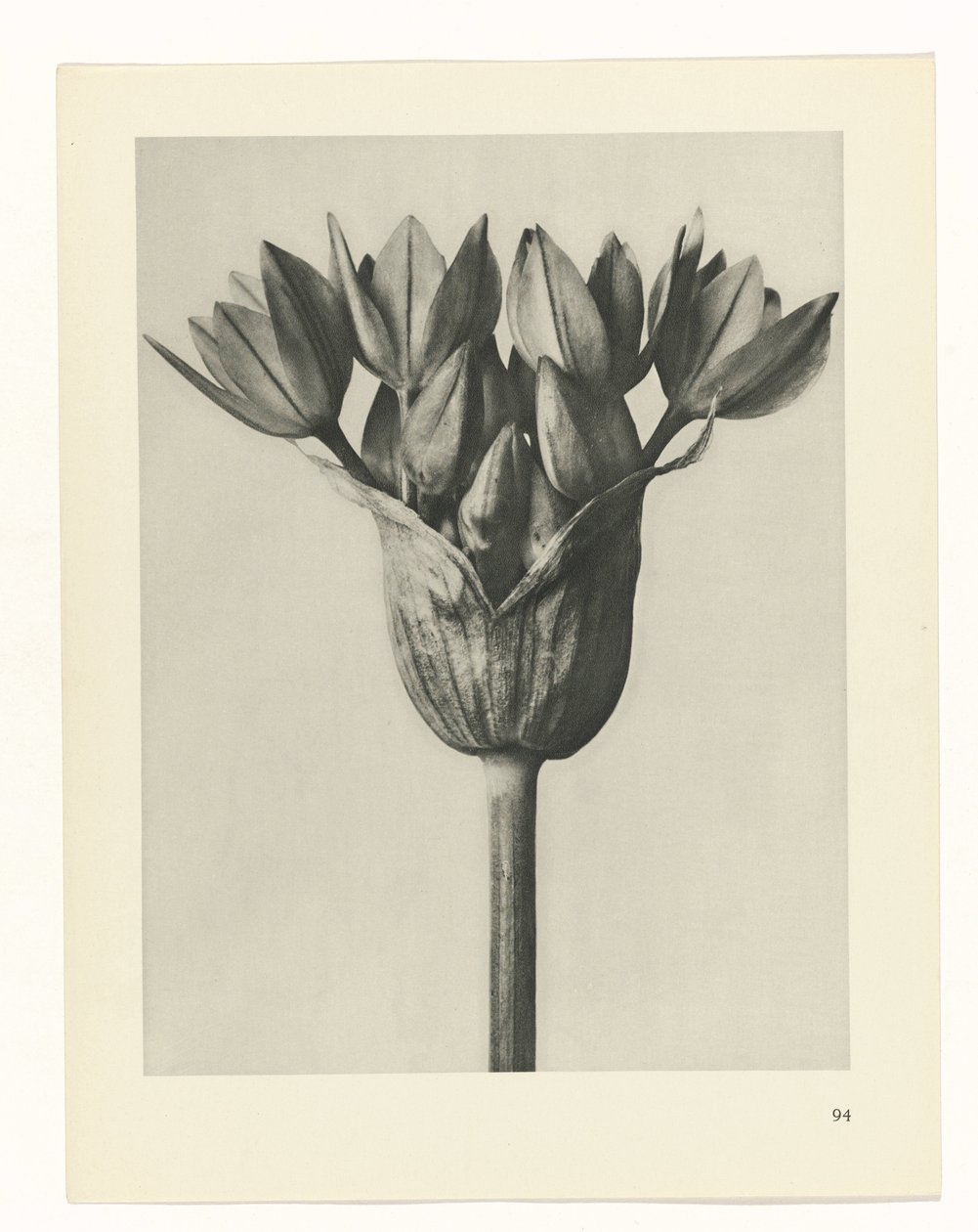 Plantstudie Urformen der Kunst (series title)   1330038   no       norwegian Successfully Translated  Original: Monkey-Flower, 1812, 1944. Translat: 