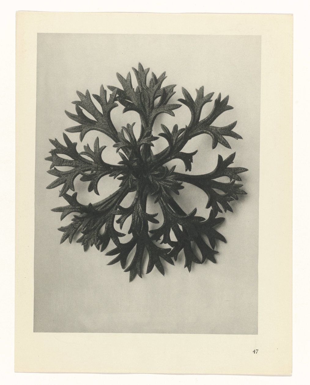 planlegge studie Archetypes of Art (serietittel) av Karl Blossfeldt