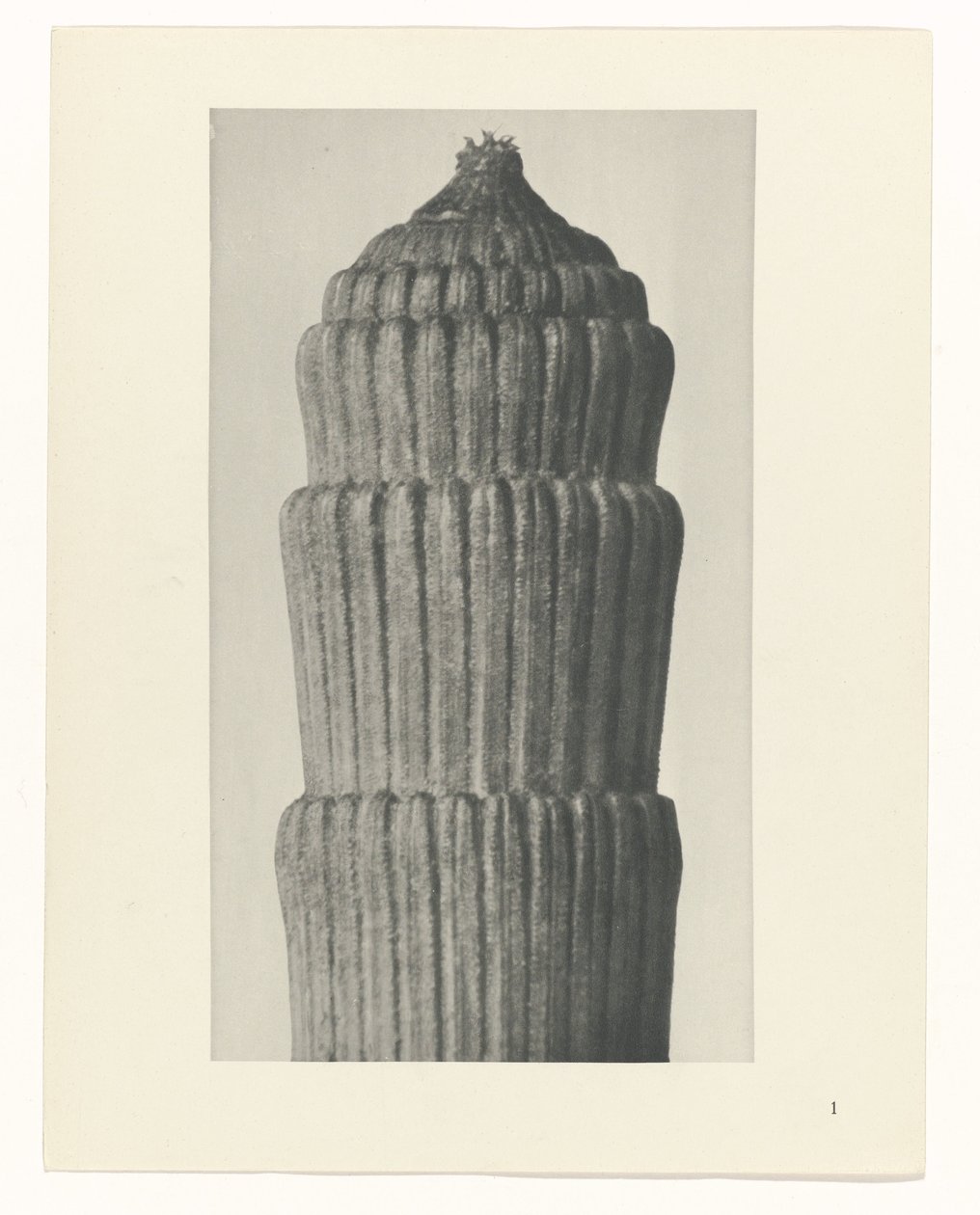 Planstudie, Equisetum hiemale Archetypes of Art (serietittel) av Karl Blossfeldt