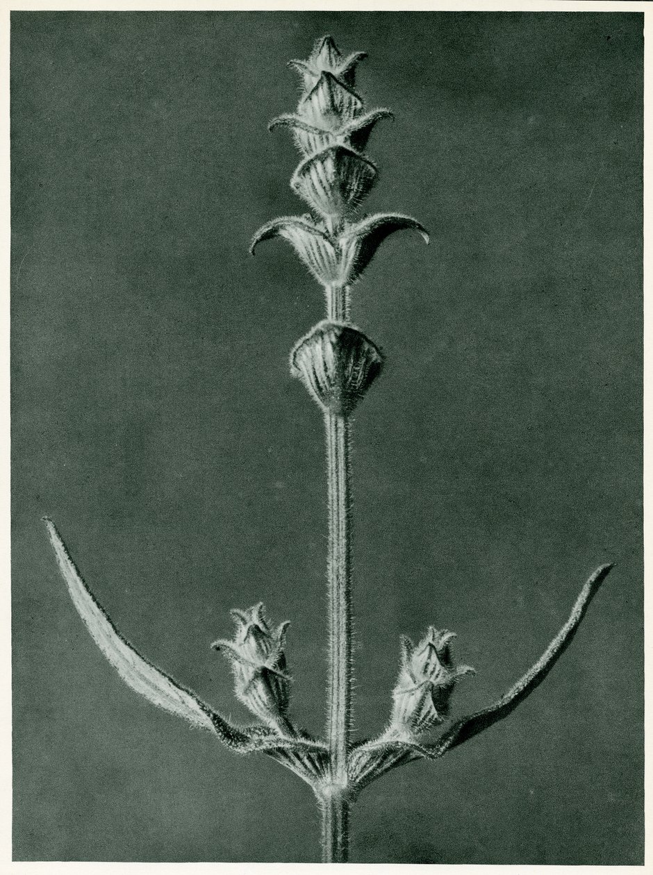 Salvia, 1929 (fotogravyr) av Karl Blossfeldt