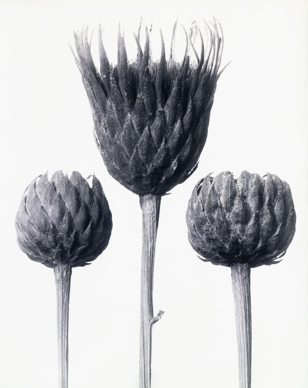 Serratula Nudicaulis (barstammet skjær), ca. 1928 (gelatinsølvtrykk) av Karl Blossfeldt