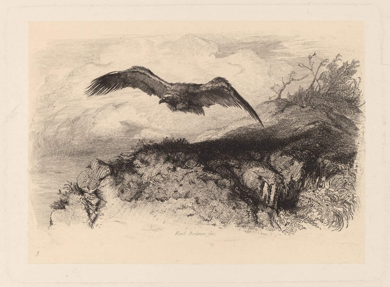 flygende ørn av Karl Bodmer