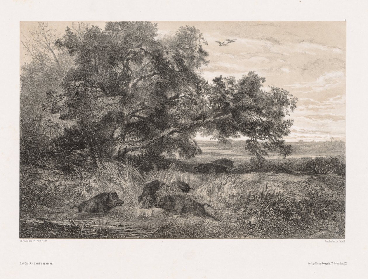 Dyr og landskap etter naturen: Villsvin i en dam, ca. 1850. av Karl Bodmer