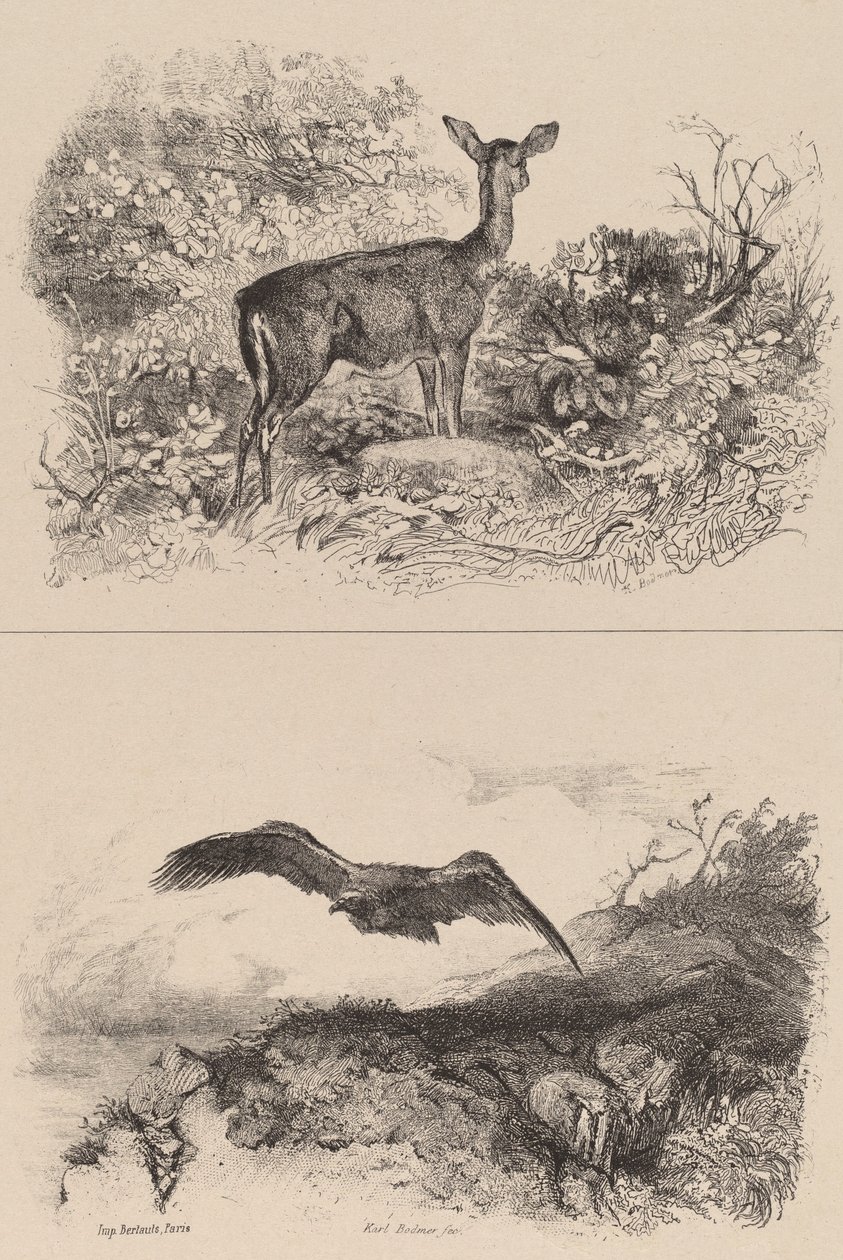 Doe, Eagle. av Karl Bodmer