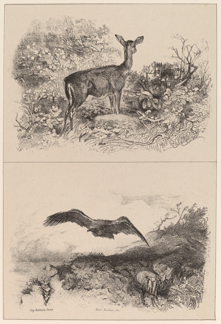 Doe, Eagle av Karl Bodmer