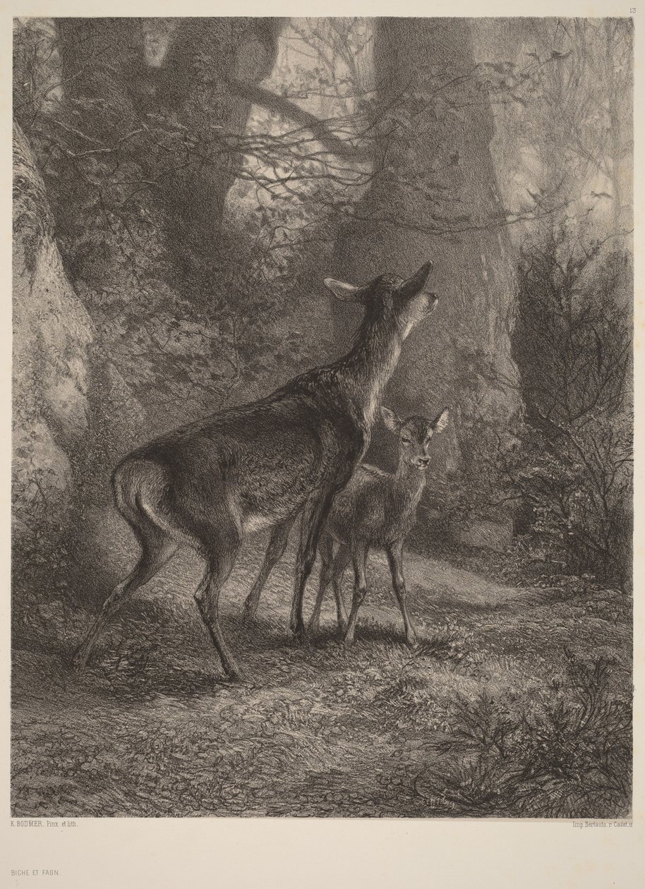 Hind og kalv av Karl Bodmer
