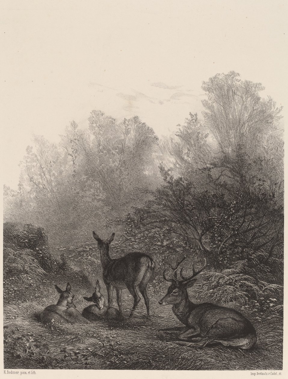 Hinder i ro. av Karl Bodmer