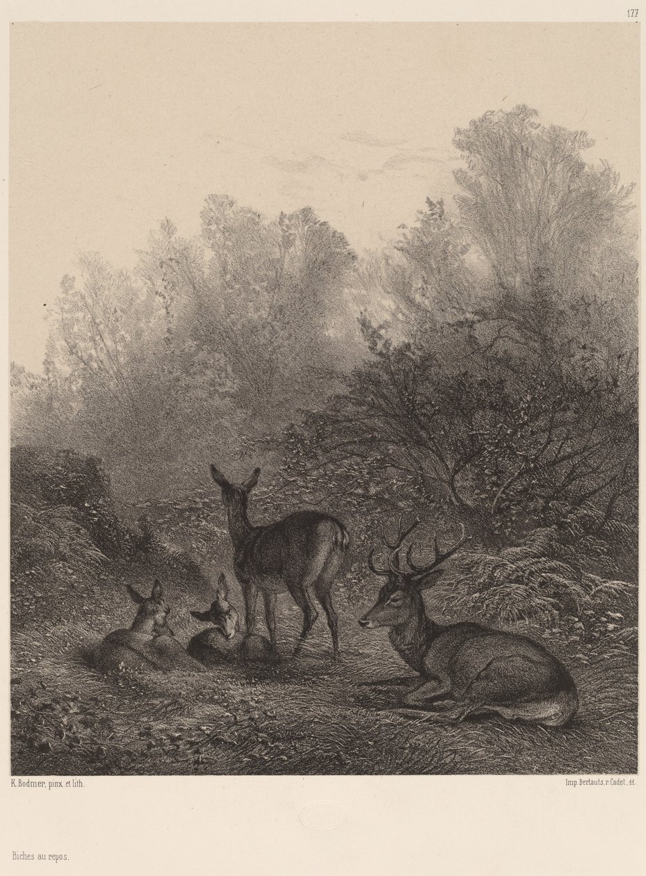 Hinder i ro. av Karl Bodmer
