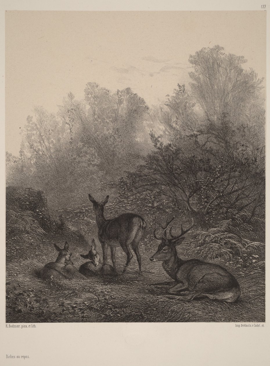 Hvilende hinder av Karl Bodmer