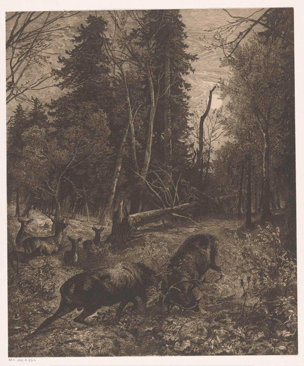 Skogutsikt med to kjempende rådyr av Karl Bodmer