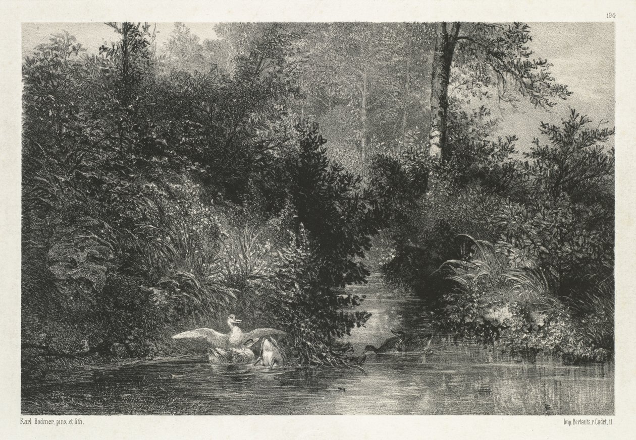 Canards (ender) av Karl Bodmer