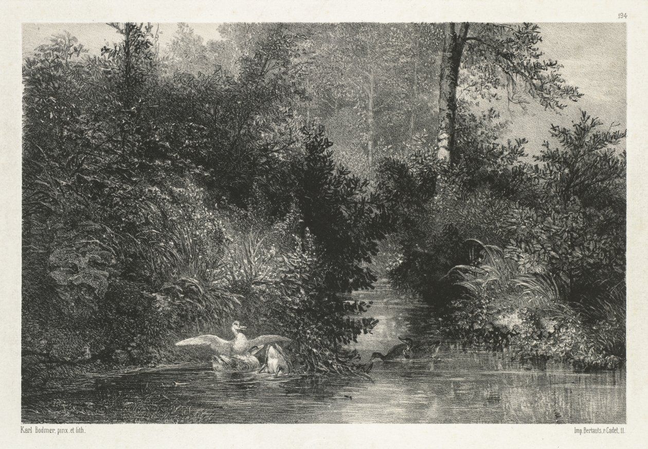 Canards Ducks. av Karl Bodmer