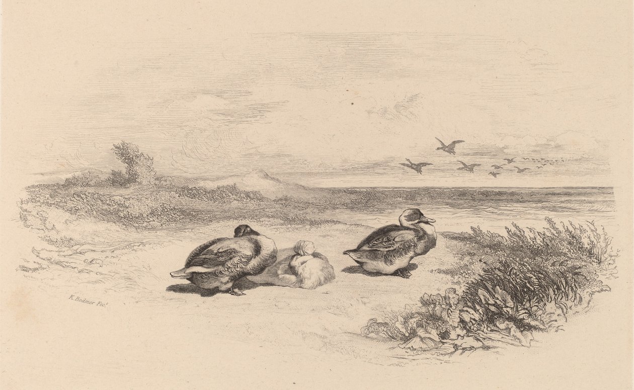 Villender. av Karl Bodmer