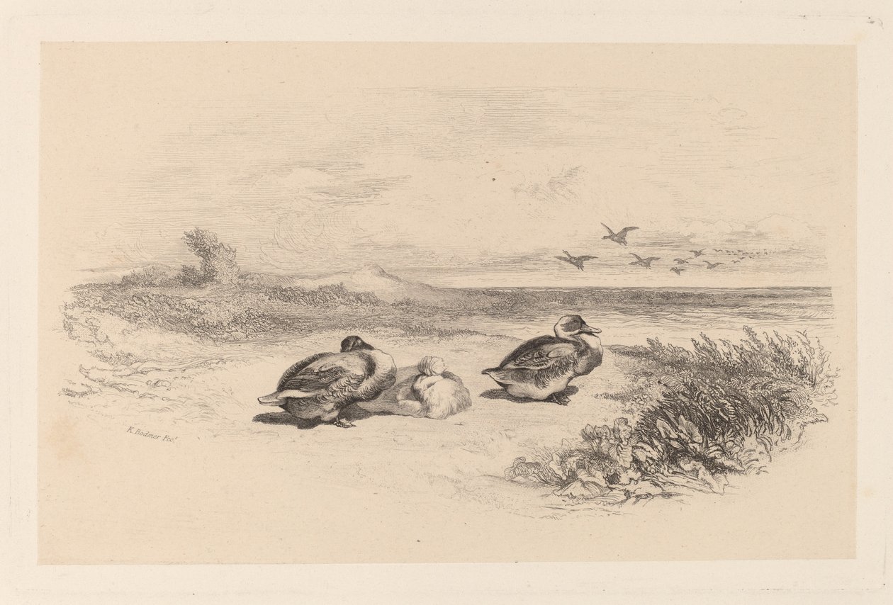 Villender av Karl Bodmer