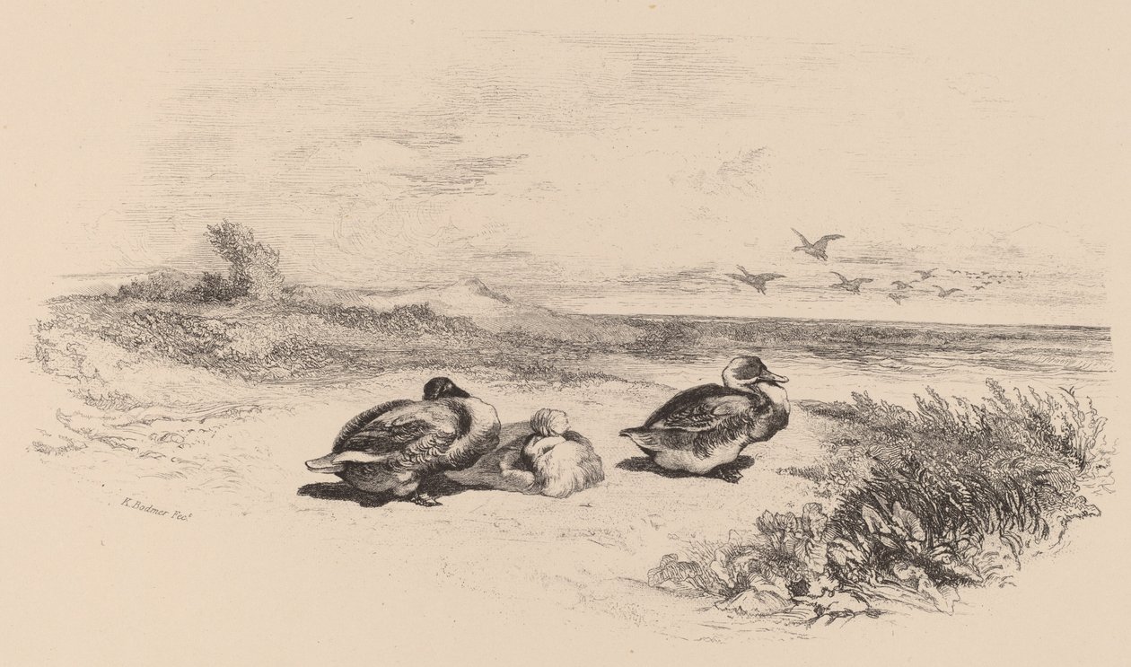Villender av Karl Bodmer
