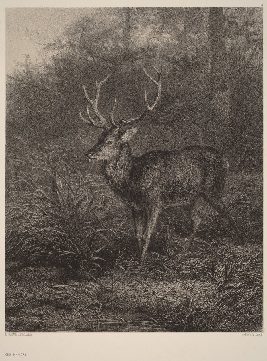 Tispirs hjort av Karl Bodmer