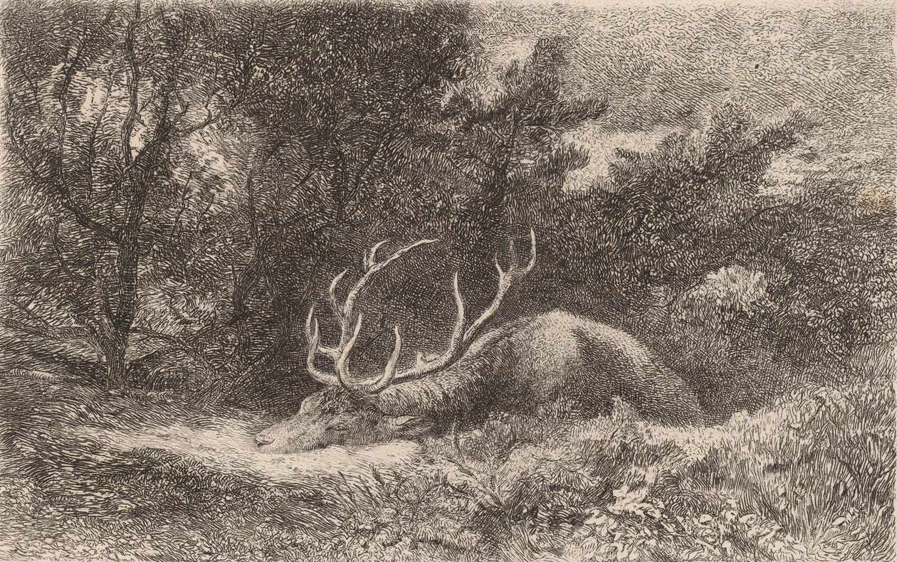 Cerf a la Reposee.    1142232   no       norwegian Successfully Translated  Original: Portret van kunstenaar Rosalba Carriera Portretten van kunstenaars (series title) Translat: Portret van kunstenaar Rosalba Carriera Portretten van kunstenaars (series tit av Karl Bodmer