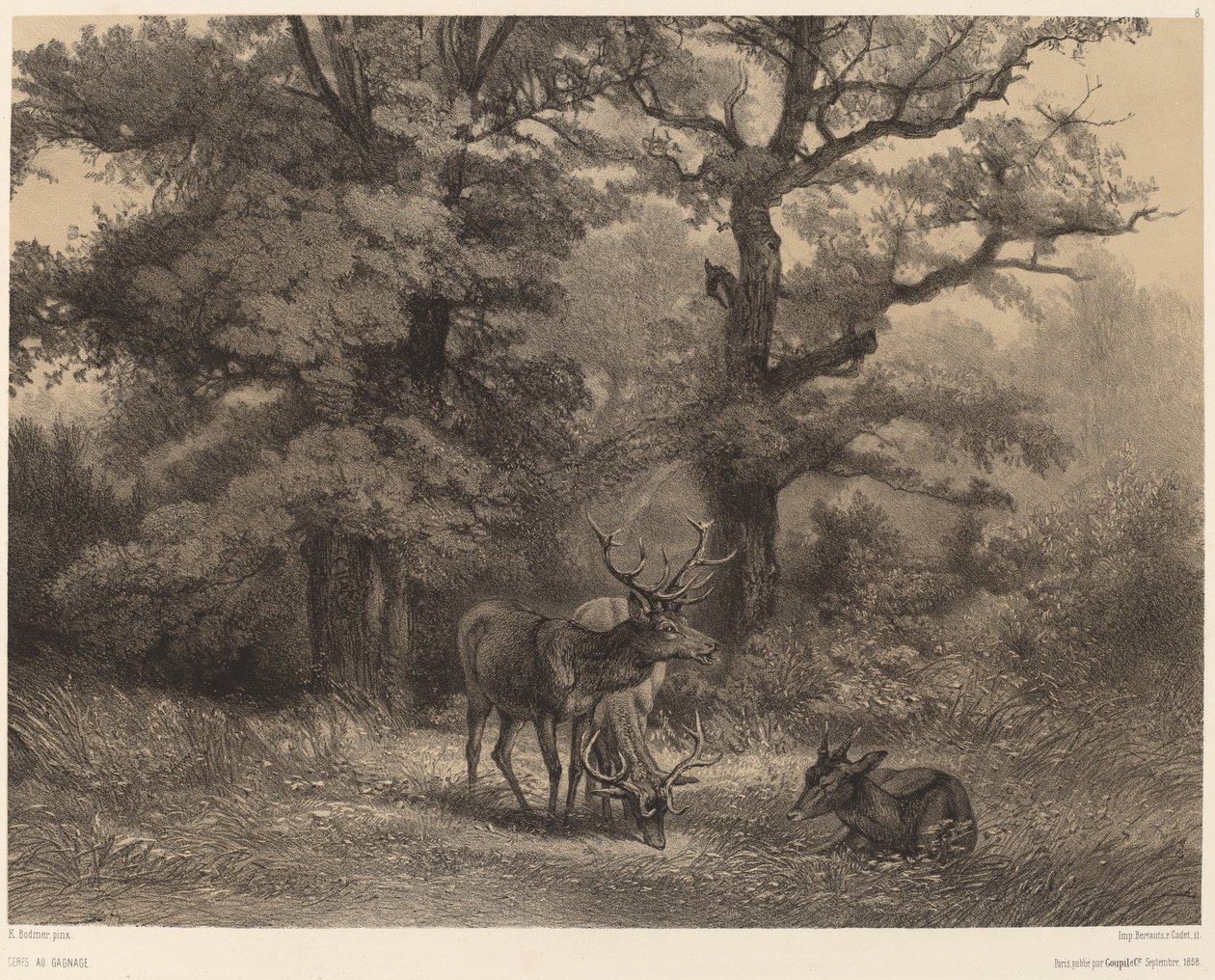 Hjort på Gagnage av Karl Bodmer