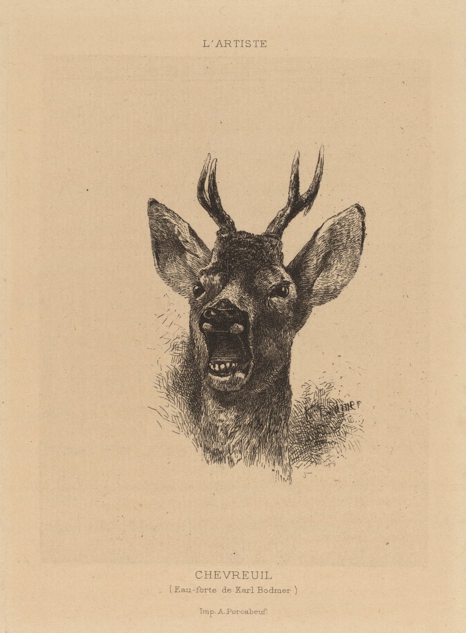 hjort av Karl Bodmer