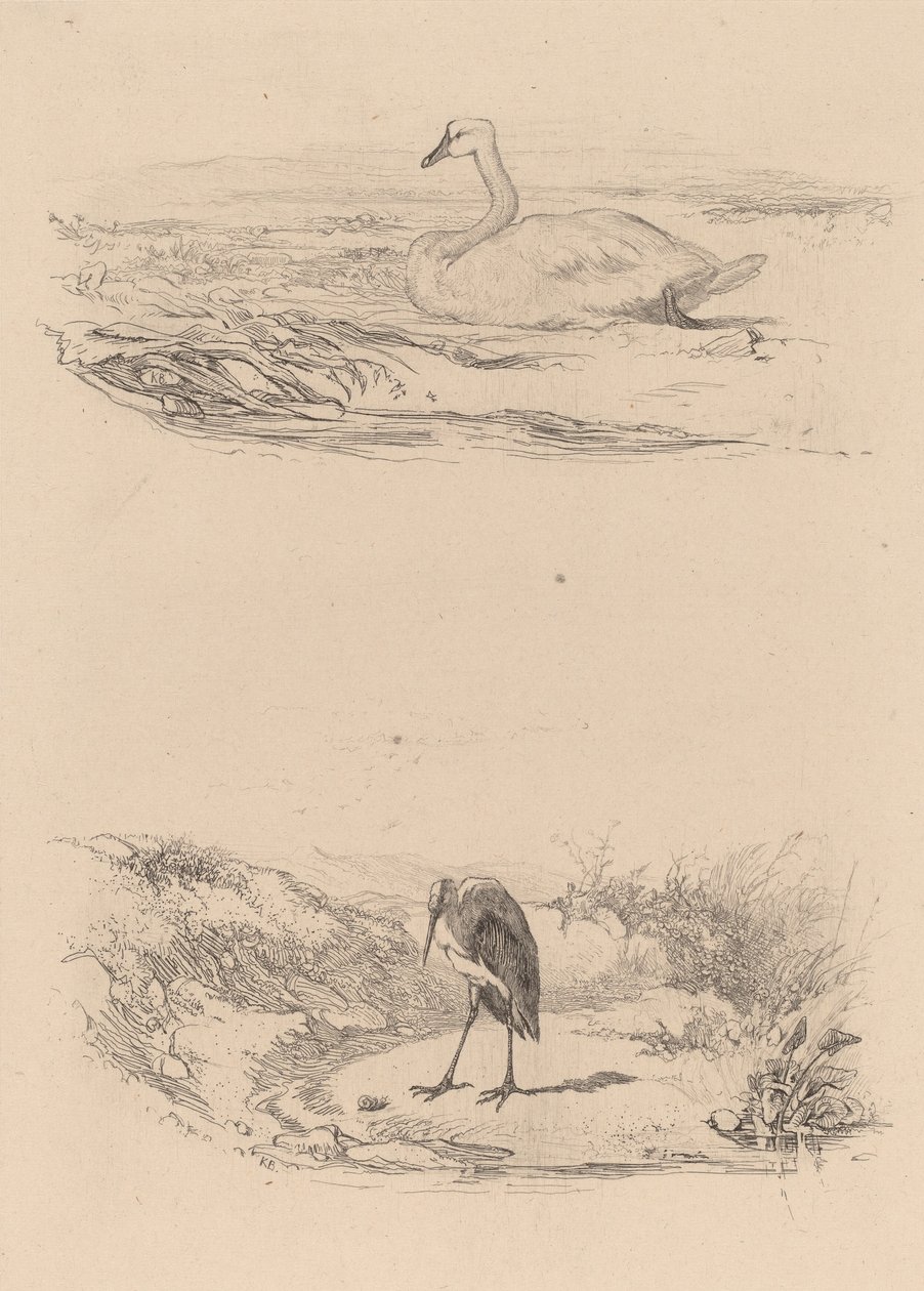 Svane, hegre. av Karl Bodmer