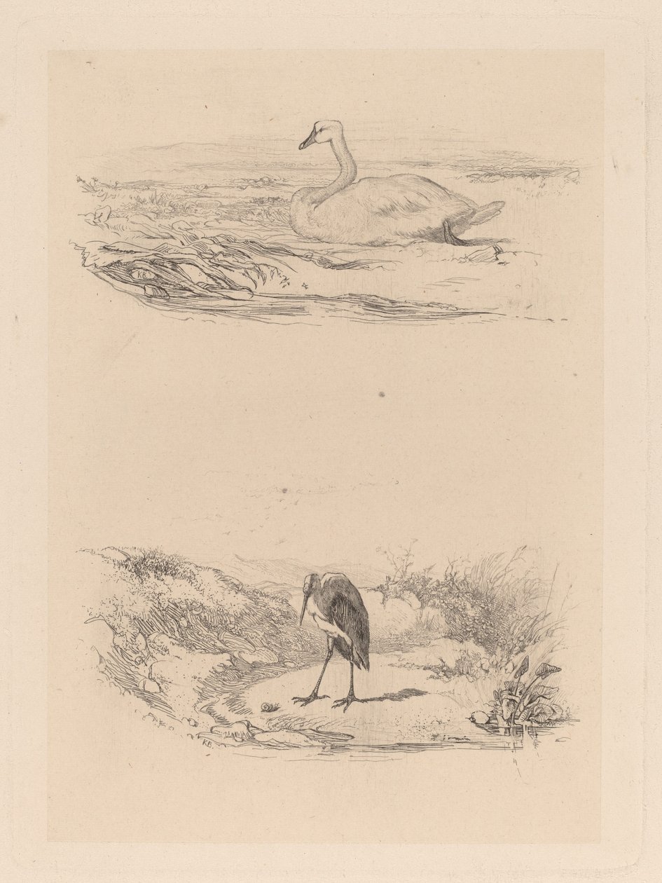 svane, hegre av Karl Bodmer
