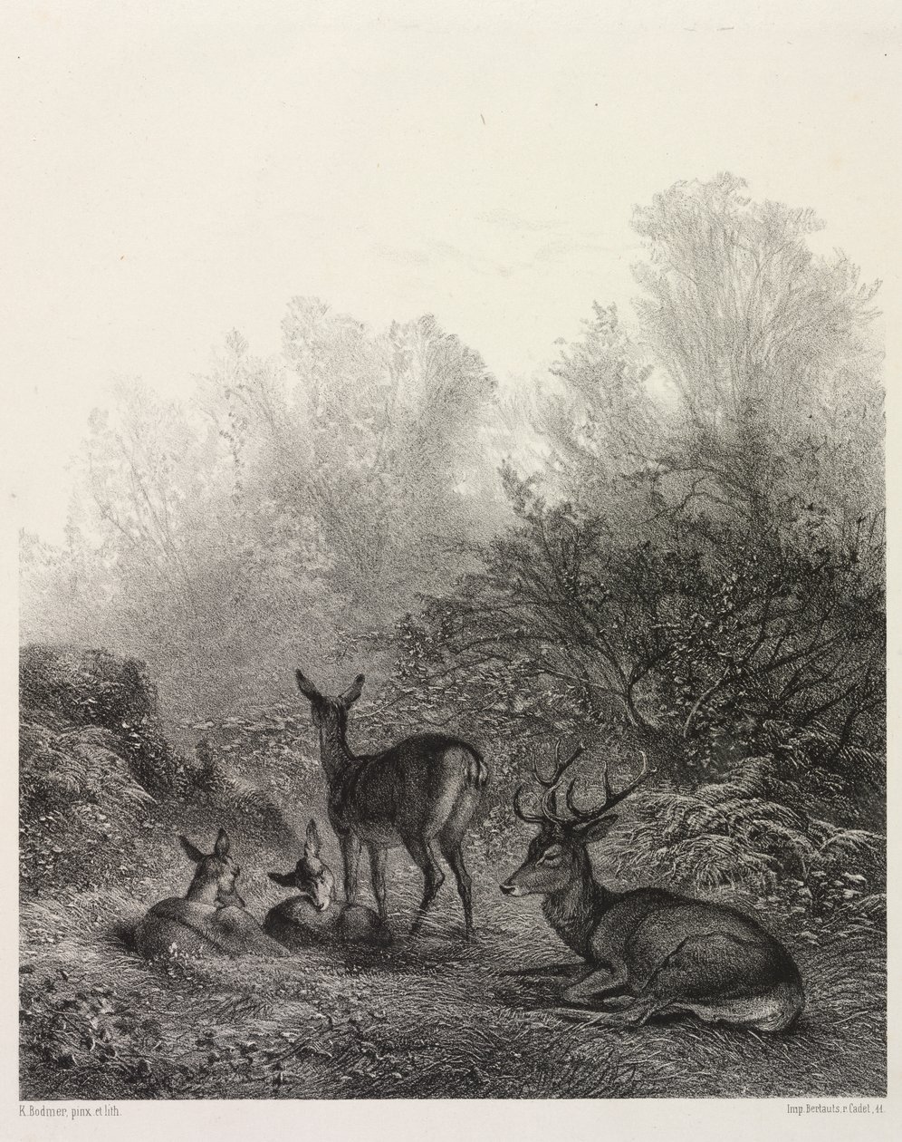 Hjort i hvile av Karl Bodmer