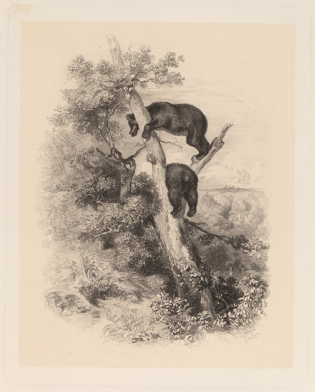 To bjørner av Karl Bodmer