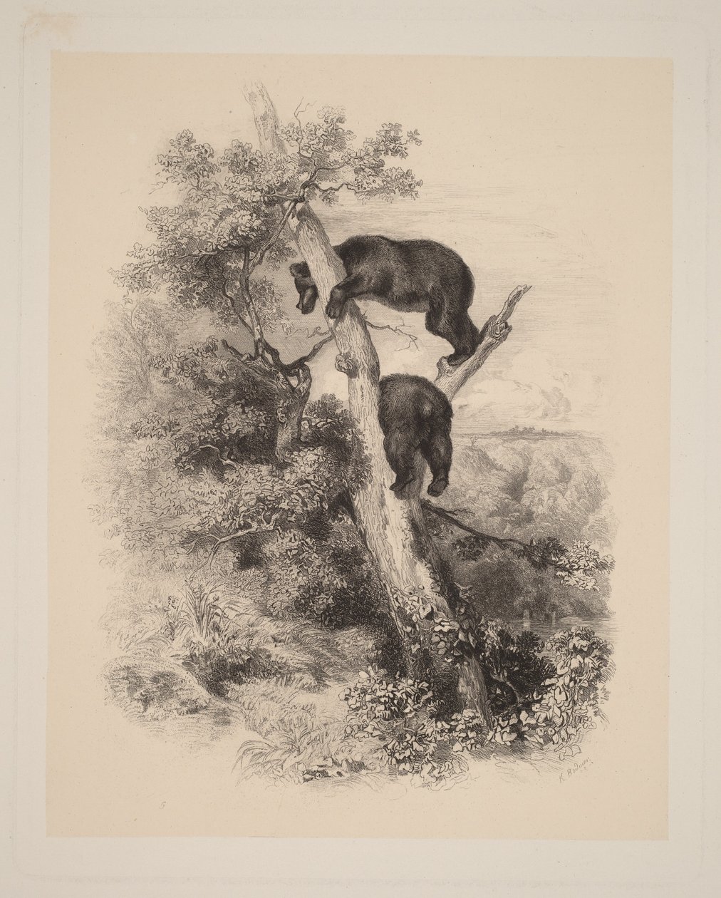 To bjørner av Karl Bodmer