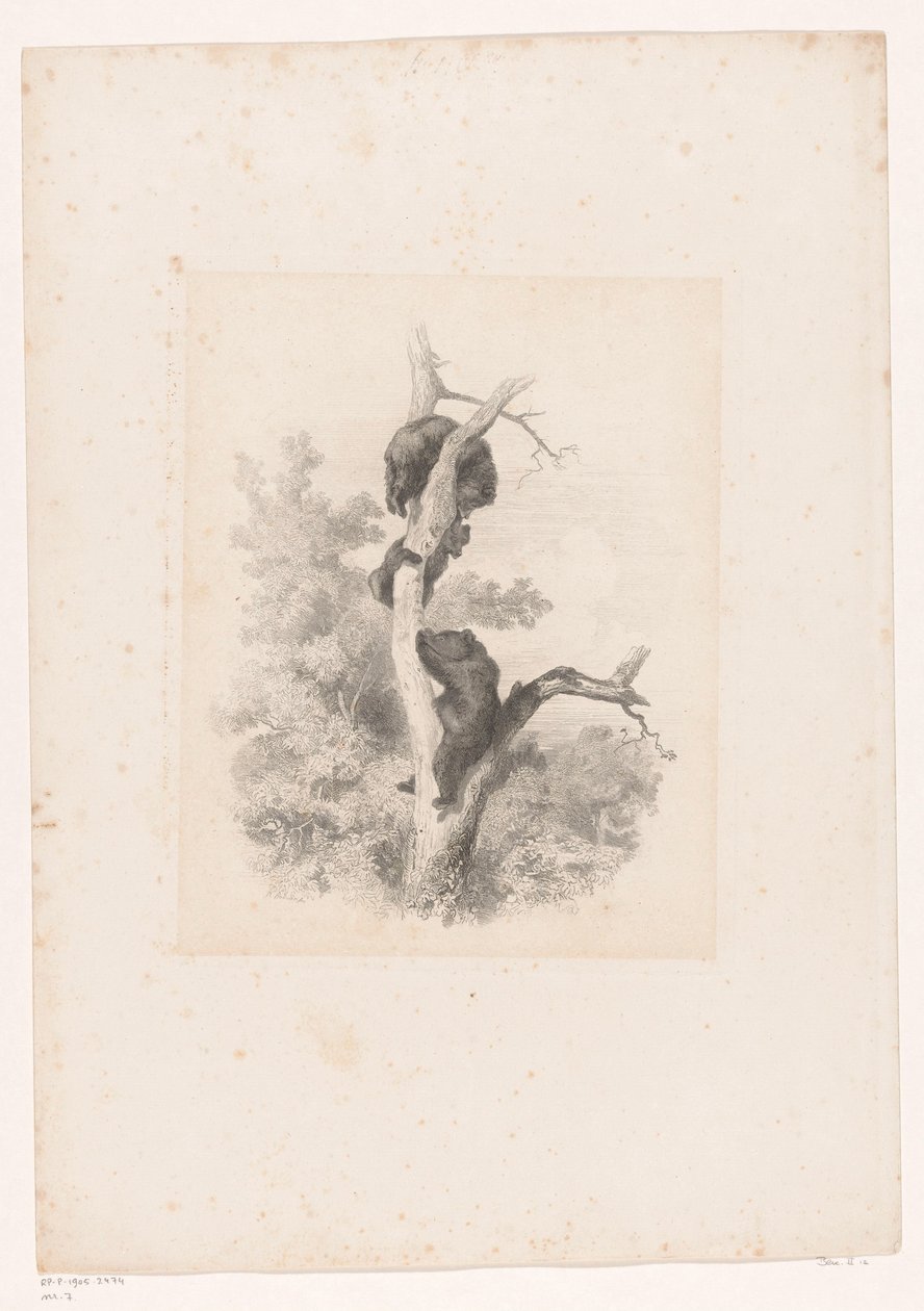 Tre bjørner i et tre Landskap med dyr (serietittel) av Karl Bodmer